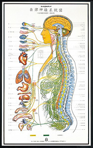 光カイロプラクティック 自律神経症状への施術について - 【飯田橋の